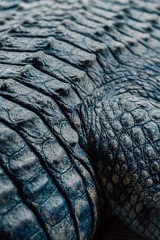 A close-up view of crocodile skin texture, focusing on the detailed and rugged surface. The image showcases the intricate patterns of the scales, highlighting the natural design of reptilian skin.