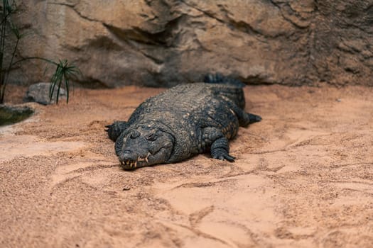 A crocodile rests in a sandy enclosure, surrounded by rocks and sparse vegetation. The image captures the crocodile stillness and the rugged texture of its skin, highlighting the natural environment.