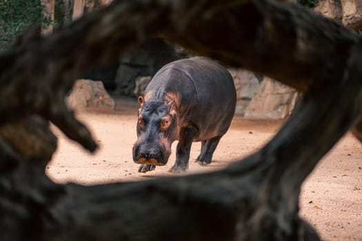 A hippo walks in a sandy enclosure, framed by tree trunks. The image emphasizes the hippo size and presence, capturing the tranquil environment and the natural setting.