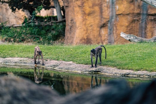 Two monkeys stand by the water edge in a naturalistic enclosure. The image captures their posture and interaction, highlighting the lush environment and rocky backdrop.