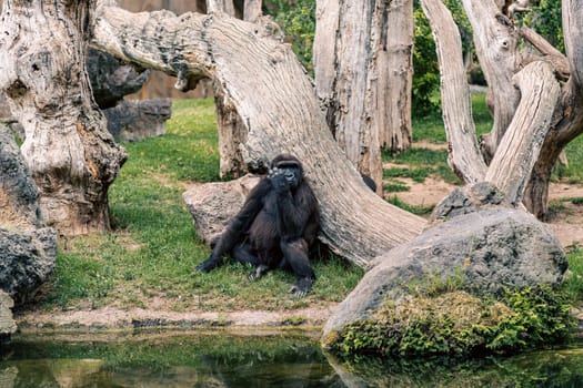 A gorilla sits by a tree in a naturalistic enclosure. The image captures the gorilla posture and the surrounding environment, emphasizing the serene and lush setting.