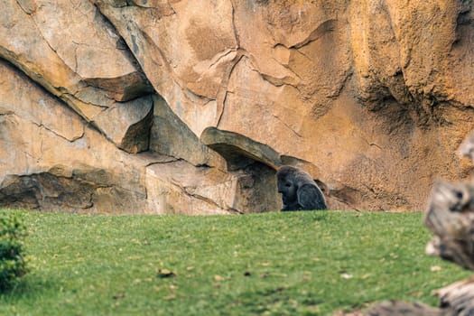 A gorilla rests against a rocky wall in a grassy enclosure. The scene captures the gorilla posture and the rugged surroundings, highlighting the natural habitat.