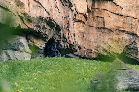 A gorilla sits inside a rocky shelter in a grassy enclosure. The image captures the gorilla solitary posture and the rugged natural environment, highlighting its habitat.