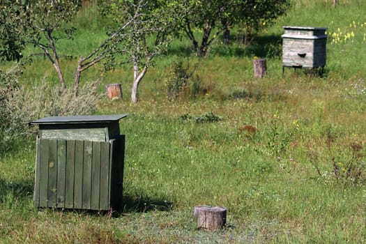 Two wooden beehives in an orchard among green grass. Old apiary with beehives in the garden.