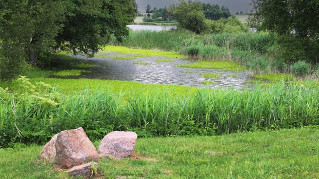 A swampy body of water surrounded by forest and reeds, bushes, a lake, stones. Landscape of varied vegetation near the water.
