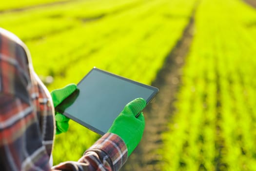 female agronomist with a digital tablet in her hands checks young shoots in the field. A farmer using a modern tablet checks the growth of her crop