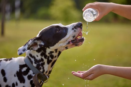 The dog drinks water from a plastic bottle. Pet owner taking care of his dalmatian on a hot sunny day, animal care concept