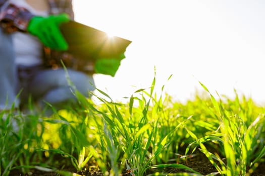 female agronomist with a digital tablet in her hands checks young shoots in the field. Agriculture concept.