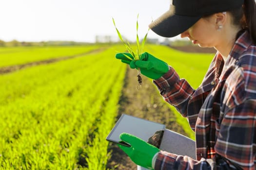a female farmer holding a sprout of wheat with a tablet in her hands inspects the green field. Modern technologies in agriculture