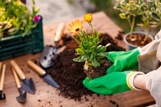 gardener plants flowers in the garden close-up, garden care, gardening concept, care and replanting of flower plants