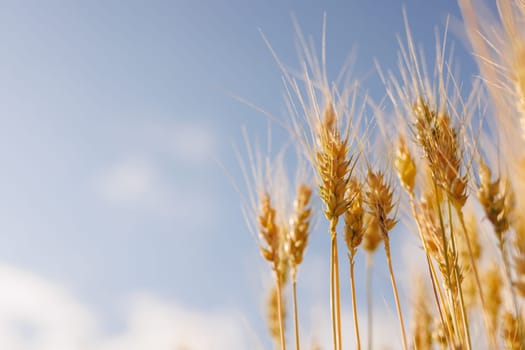 field of ripe wheat against blue sky, concept of growing cereal crops, harvest season, rye plant, Grain deal