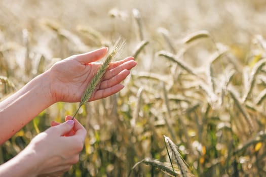 a woman agronomist holds a spikelet of green wheat in her hands against the background of a field, monitoring the wheat harvest