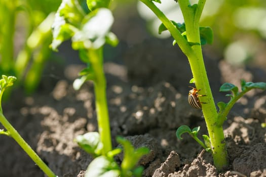 Colorado potato beetle on a potato stem close-up, crop pest, control of insects and beetles on plants, pest control concept. High quality photo