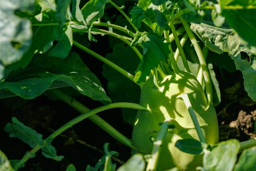 kohlrabi cabbage on a garden bed of an agricultural farm close-up, agribusiness, growing organic products