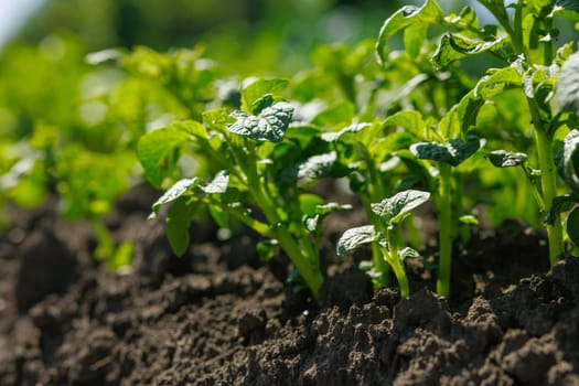 field of blooming buckwheat, Growing organic buckwheat, successful agribusiness concept, buckwheat honey