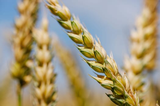 field of ripe wheat against blue sky, concept of growing cereal crops, harvest season, rye plant, Grain deal