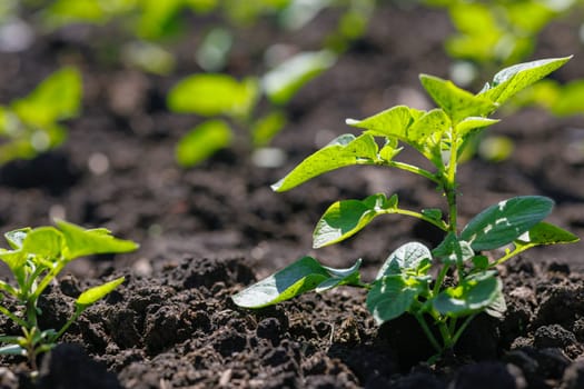 field of blooming buckwheat, Growing organic buckwheat, successful agribusiness concept, buckwheat honey