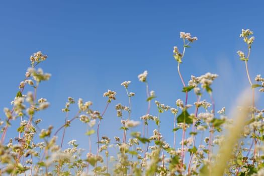 field of blooming buckwheat, Growing organic buckwheat, successful agribusiness concept, buckwheat honey