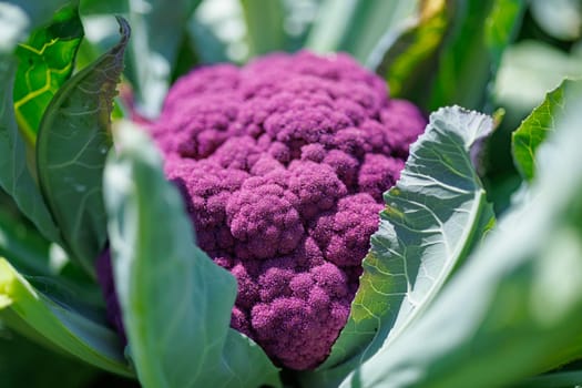 purple cauliflower close-up on an agricultural farm, cabbage cultivation, macro photo, argo business concept