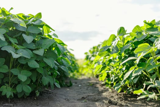Growing pulse plants, soybean field close up low angle, legume agribusiness, macro photo selective focus