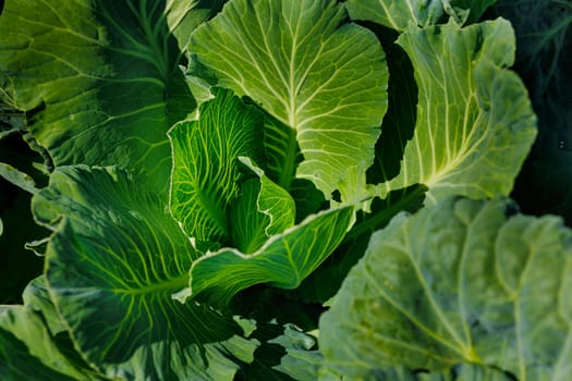 young cabbage on a garden bed of an agricultural farm close-up, agribusiness, growing organic products