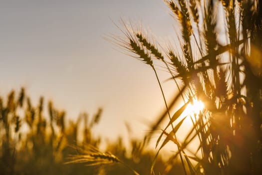 field of ripe wheat against blue sky, concept of growing cereal crops, harvest season, rye plant, Grain deal
