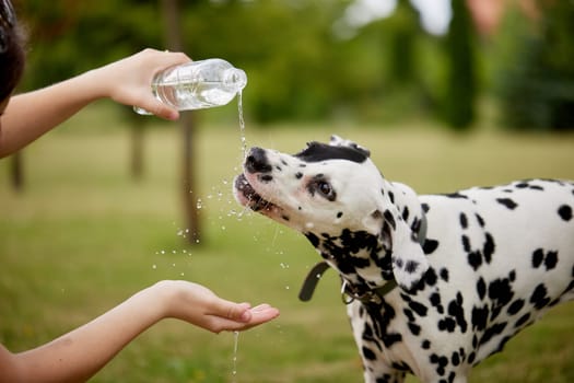 The dog drinks water from a plastic bottle. Pet owner taking care of his dalmatian on a hot sunny day, animal care concept
