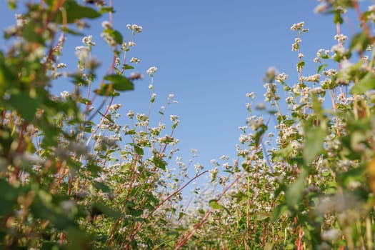 field of blooming buckwheat, Growing organic buckwheat, successful agribusiness concept, buckwheat honey