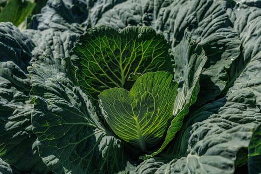young cabbage on a garden bed of an agricultural farm close-up, agribusiness, growing organic products