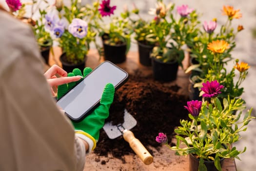 Smart agriculture, agribusiness and technology. Gardener's hand with phone in flower garden, caring for flower plants