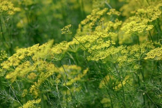 dill plant growing on an agricultural farm close-up, growing microgreens, gardening