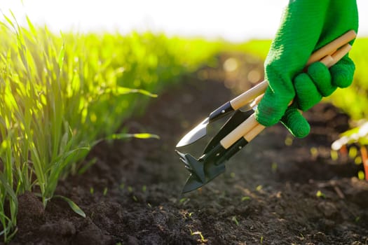 hands of an agronomist or farmer on a background of a green field, successful agribusiness, garden tools