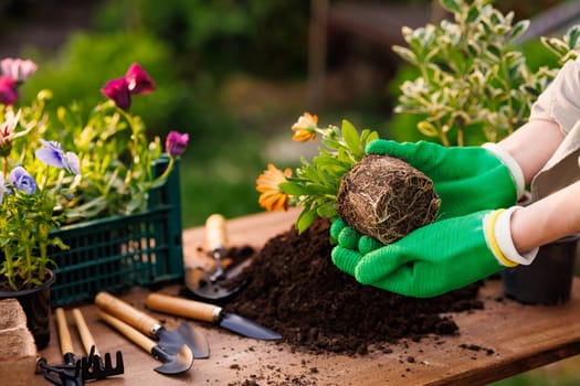 gardener plants flowers in the garden close-up, garden care, gardening concept, care and replanting of flower plants