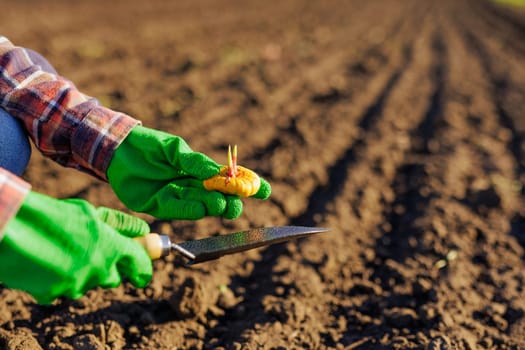 Farmer's hand planting a bulb with flowers in the soil in rows, successful agribusiness, successful harvest