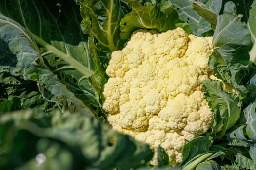 cauliflower close-up on an agricultural farm, cabbage cultivation, macro photo, argo business concept