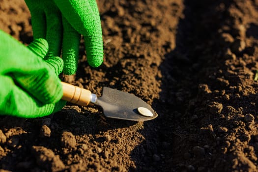 Farmer's hand planting seeds in the soil in rows, successful agribusiness, pumpkin seeds, successful harvest