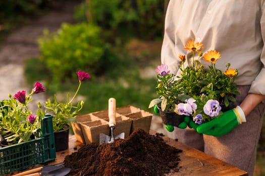 gardener plants flowers in the garden close-up, garden care, gardening concept, care and replanting of flower plants