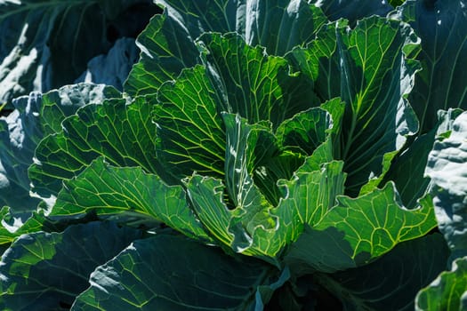 young cabbage on a garden bed of an agricultural farm close-up, agribusiness, growing organic products
