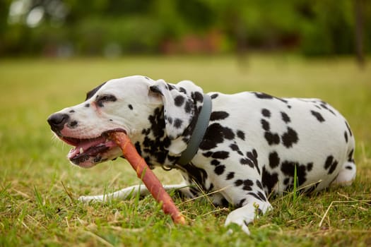 girl gives bone to dalmatian dog, dog food, dog care concept