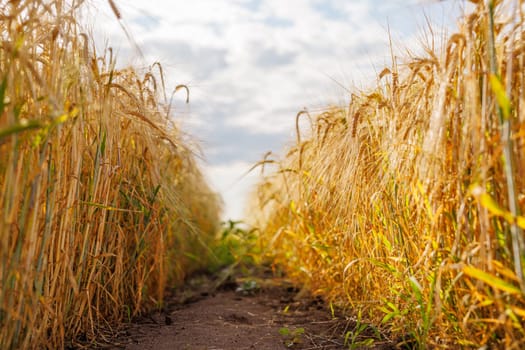 field of ripe wheat against blue sky, concept of growing cereal crops, harvest season, rye plant, Grain deal