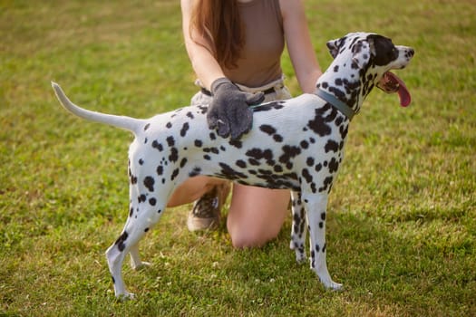 girl combing the hair of a dog Dalmatian in the park, caring for a dog, dog care concept