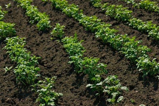 field of blooming buckwheat, Growing organic buckwheat, successful agribusiness concept, buckwheat honey