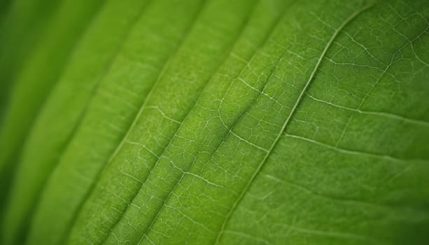 The image features a close-up shot of a verdant leaf, revealing its delicate veins in an intricate network of emerald hues. Light plays across the surface, creating a subtle depth and texture.