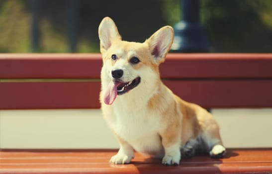 Beautiful happy young Welsh Corgi Pembroke dog sitting on a bench in summer park, animal, pet concept