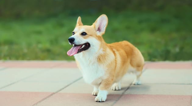 Beautiful happy young Welsh Corgi Pembroke dog walking in summer park, animal, pet concept