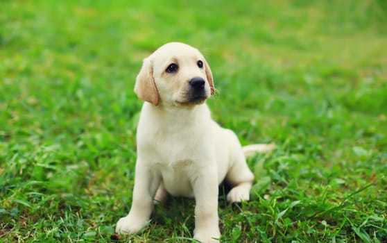 Cute dog puppy Labrador Retriever sitting on green grass looking away in summer park, pet, animal concept