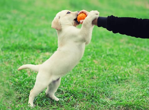 Happy puppy dog Labrador Retriever playing with toy ball, hand owner woman, training on the grass in summer park