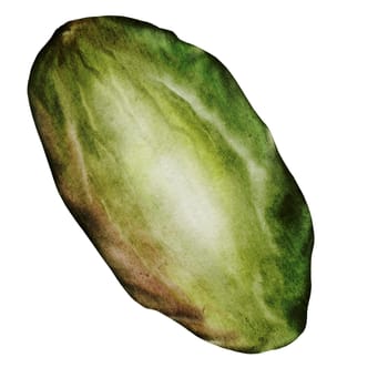 Pistachio watercolor. Hand drawn nut isolated on white background. Purified kernel. Realistic snack clip art. Ideal for logo, product packaging, banner. High quality photo