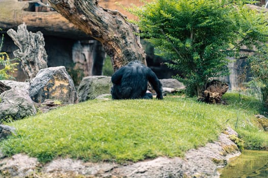 Rear view of a gorilla sitting on grass in a natural habitat, surrounded by rocks, trees, and greenery, depicting a calm and natural environment for the animal.