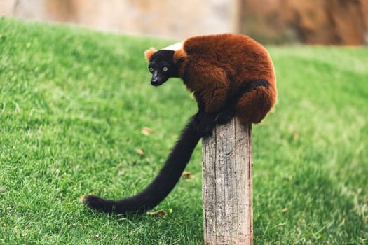 Red ruffed lemur perched on a wooden post in a natural habitat, surrounded by lush green grass, highlighting its vibrant fur and natural behavior in the wild.